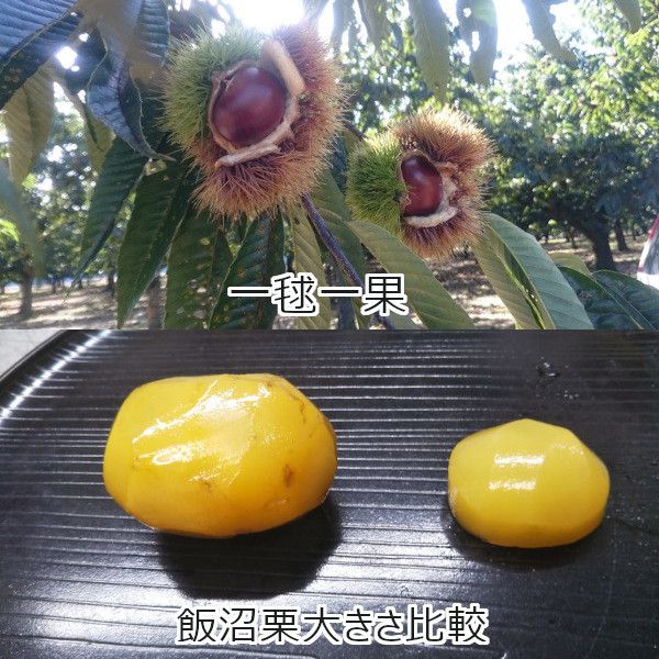 茨城県産 飯沼栗 2kg【限定50点】【お届け期間：10月25日〜11月15日】【おいしいお取り寄せ】　商品画像5