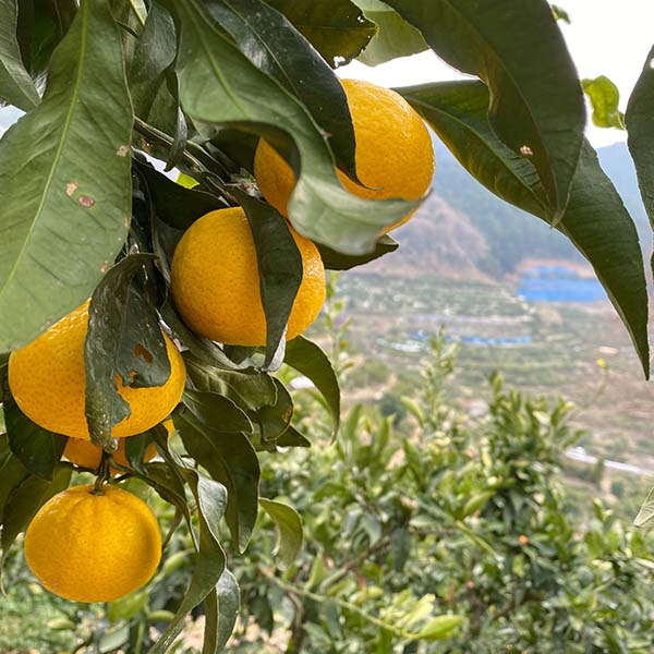 愛媛県八幡浜産 柑橘 媛小春2.5kg【限定300点】(お届け期間：2月1日〜2月28日)【おいしいお取り寄せ】　商品画像5