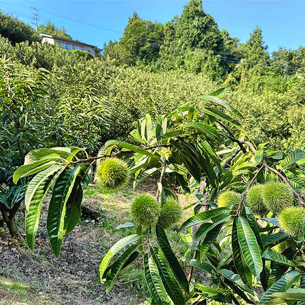 愛媛 栗農家とつくる栗菓子屋モンブラン 城川オリジナルモンブラン3個入【冬の贈りもの・お歳暮】【NN】 商品画像5