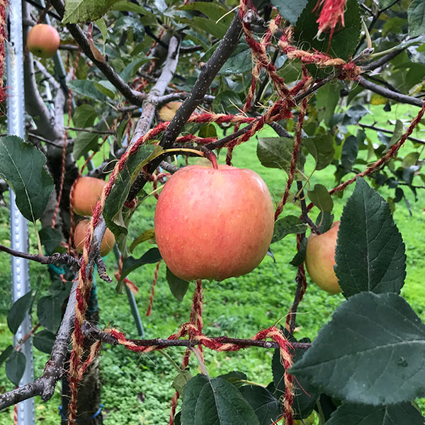青森県産(JA津軽みらい石川) こみつりんご(白箱)自宅用 秀A  2kg【限定500点】(お届け期間：11月20日〜12月29日)【おいしいお取り寄せ】　商品画像5