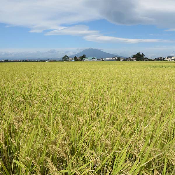 【令和7年産】【精米】青森県 産青天の霹靂5kg【おいしいお取り寄せ】 商品画像5