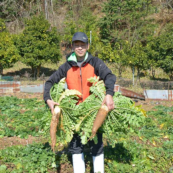 京都府舞鶴市 佐波賀だいこん 4本入 (1本1.5kg以上)【限定50点】【お届け期間：1月20日〜2月10日】【フードアルチザン】　商品画像5