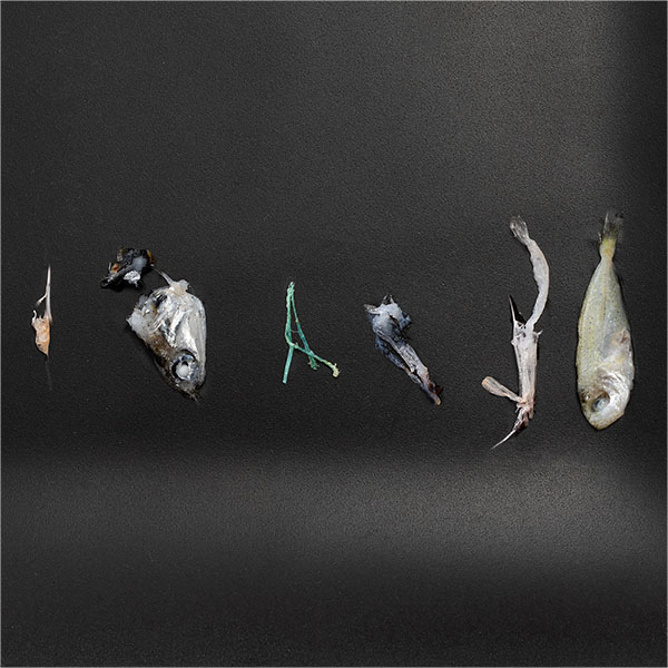 訳あり 宮城県産 北限の釜揚げしらす 1kg【お買い得セール12月】【おいしいお取り寄せ】 商品画像5