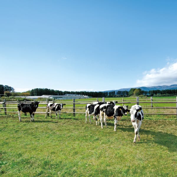 栃木 那須千本松牧場 牧場ミルクレープ 6号1個【KN】　商品画像5