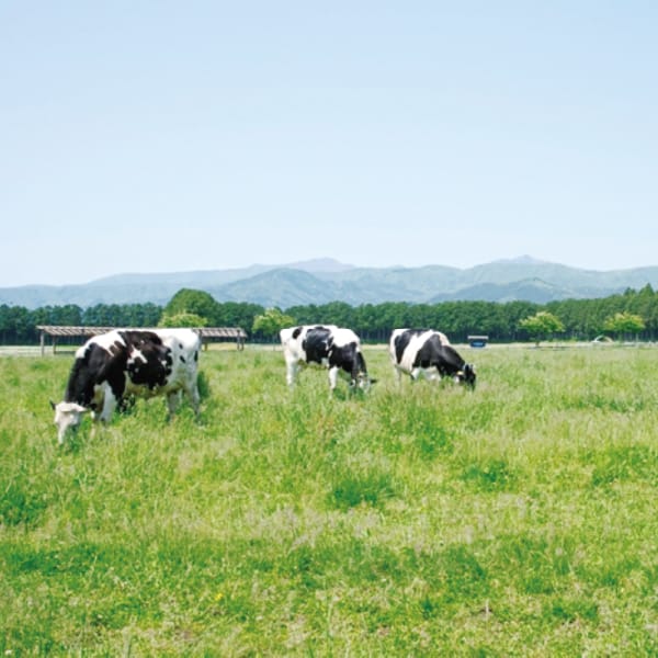 栃木 那須千本松牧場 牧場ミルクチーズケーキセット(プレーン・ストベリー)2個入り(各1個)【KN】　商品画像5