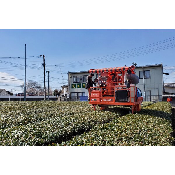 埼玉 長峰園 狭山茶葛餅セット(16個)【KN】　商品画像5