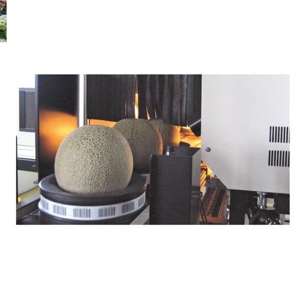 茨城県 JA茨城旭村 プレミアムエルソルメロン 3Lサイズ2玉入り【限定100点】【お届け期間:6月1日〜6月30日】【KN】　商品画像4