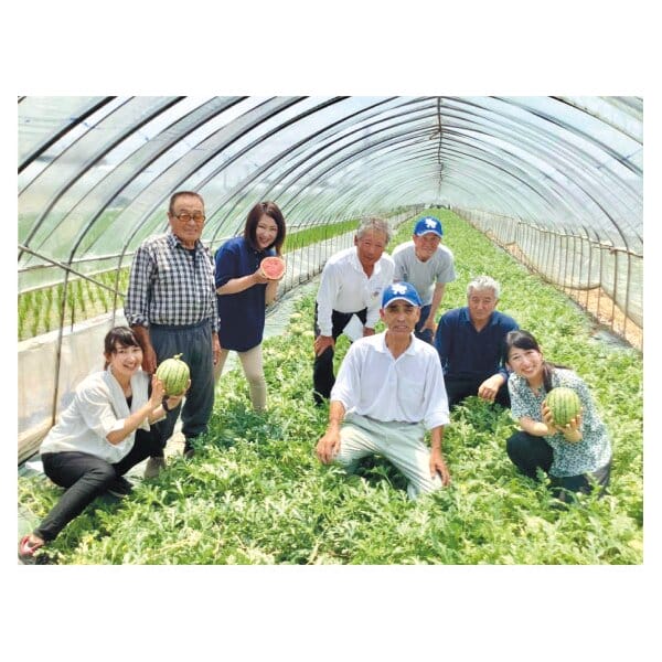 茨城県 筑西市地区 こだますいか(愛娘)Mサイズ 1玉入り【お届け期間:5月12日〜6月30日】【KN】　商品画像3