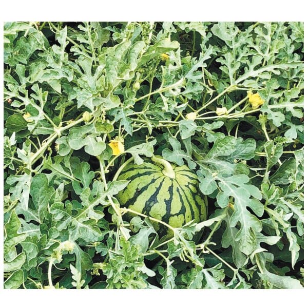 茨城県 筑西市地区 こだますいか(愛娘)Mサイズ 2玉入り【お届け期間:5月12日〜6月30日】【KN】　商品画像4