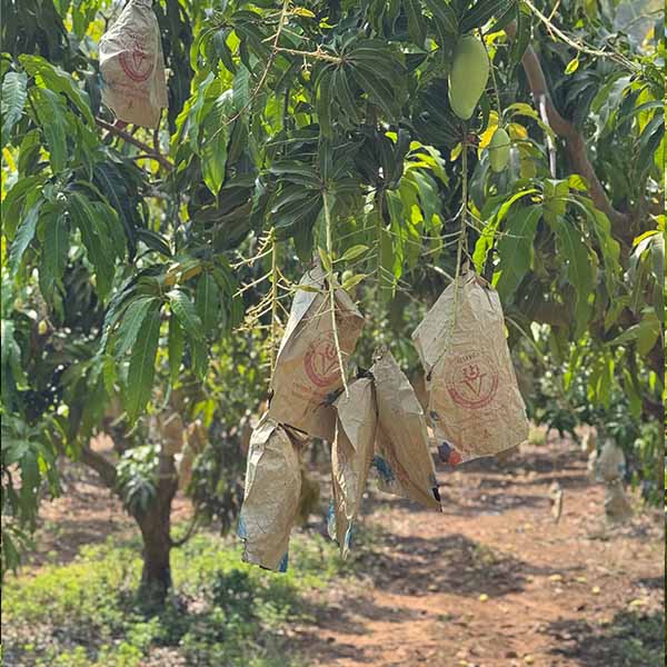 空輸直送 タイ産マンゴー(ナムドクマイ種) 15玉【お届け期間：5月1日〜6月15日】【GW】　商品画像5