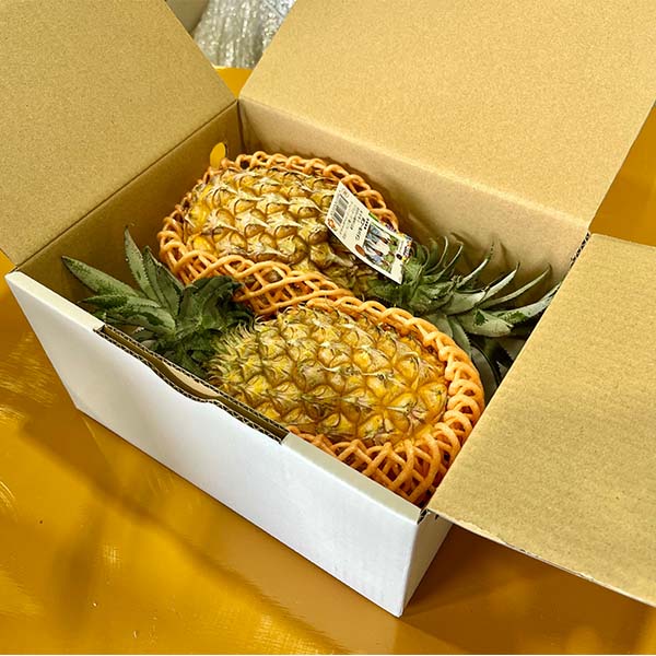 沖縄県(石垣島市)産アグロオーガ八重山フルーツ部会のボゴールパイン計1.5kg(2-3玉入り)【お届け期間:5月9日〜6月30日】【旬鮮便】【NN】　商品画像5