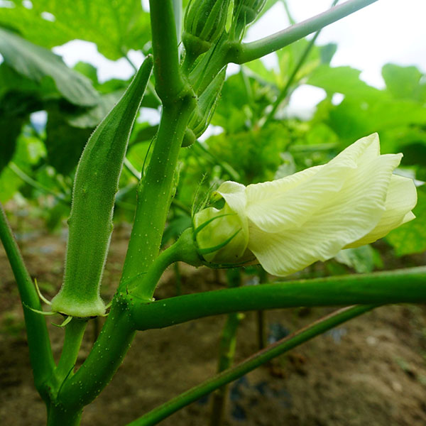 山口県長門市 希少野菜 白オクラ 500g(5袋)【お届け期間：7月22日〜9月25日】【フードアルチザン】　商品画像5