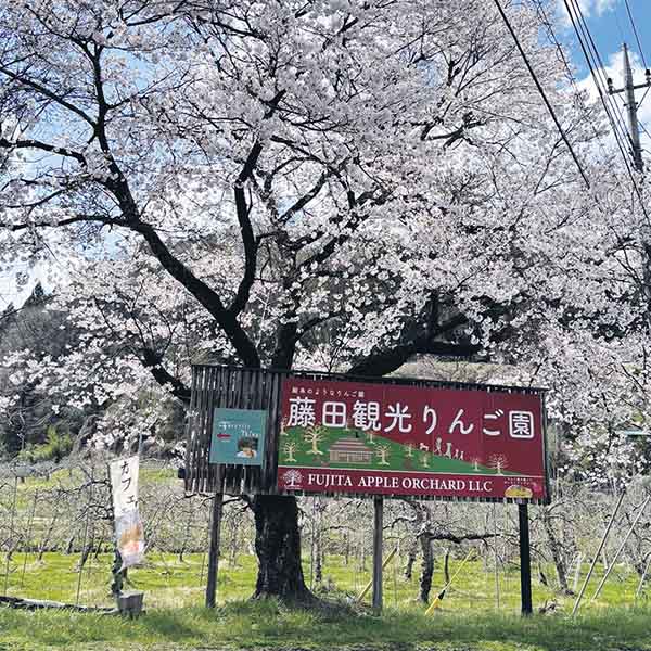 茨城 藤田観光りんご園 りんご園で焼いたぜいたくアップルパイ ホール(1ホール)【お届け期間:7月1日〜9月10日】【KN】　商品画像3