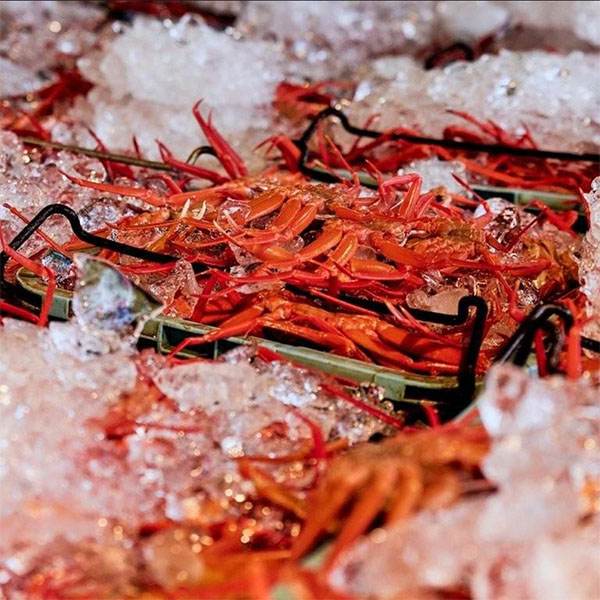 鳥取 蟹専門店マルツ 蟹屋の紅ずわい蟹鍋セット(1.5kg)【お届け期間:11月11日〜1月10日】【旬鮮便】【NN】　商品画像5