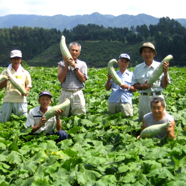 岐阜県高山市産 宿儺かぼちゃ 1本(1.4kg以上)【お届け期間：9月1日〜9月30日】【フードアルチザン】　商品画像5