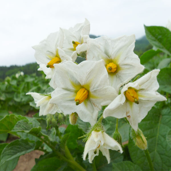 青森県大間町 オコッペいもっこ 5kg【限定100点】【お届け期間：10月23日〜11月15日】【フードアルチザン】　商品画像5