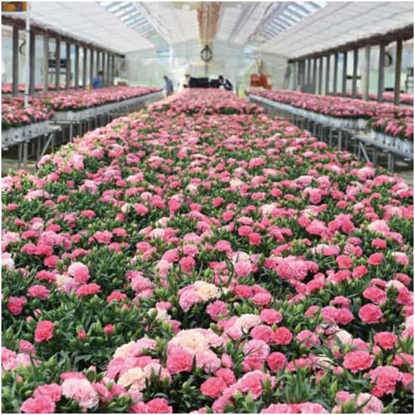 ホシファーム カーネーション＆焦がしキャラメルがしみ込んだバーム4個【母の日】　商品画像6