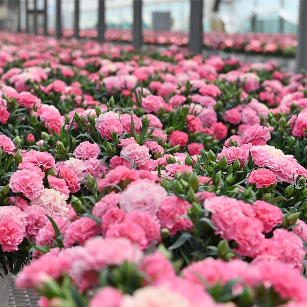 ホシファーム カーネーション＆焦がしキャラメルがしみ込んだバーム4個【母の日】　商品画像5