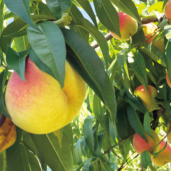 フーシェ 国産果実のジュレ・トリアングル【夏の贈りもの・お中元】[GTL-50]　商品画像6