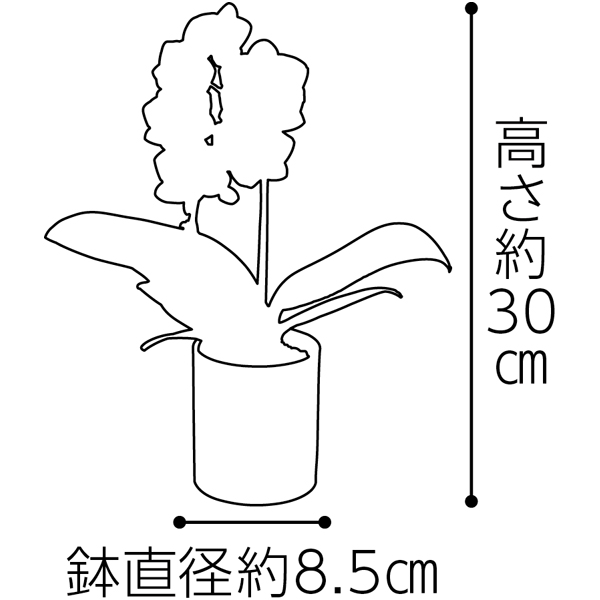 新月バラ園 親父の頑固松(SUSTEE付)＋東京堂 珈琲ロールケーキ 【父の日】　商品画像6