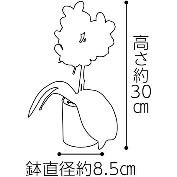 リーフ ミディ胡蝶蘭「グリーンピクシー」(SUSTEE付)＋鹿児島小田口屋 さつま揚げ【父の日】　商品画像6