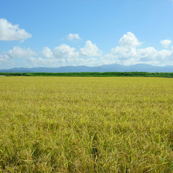 【令和5年産】【無洗米】山形県産つや姫 5kg【おいしいお取り寄せ】　商品画像6