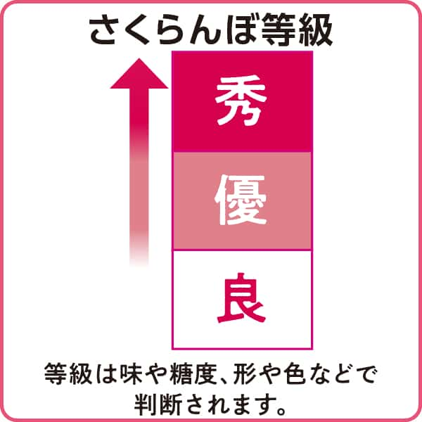 山形県天童市産 さくらんぼ(佐藤錦)(秀品 Lサイズ 400g 200g×2パック 