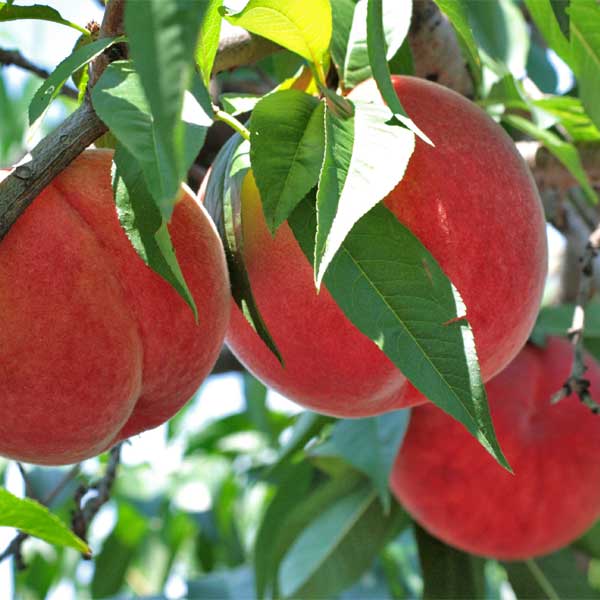 福島県産 もも あかつき桃 光センサー選果 秀品 4〜6個 1.2kg