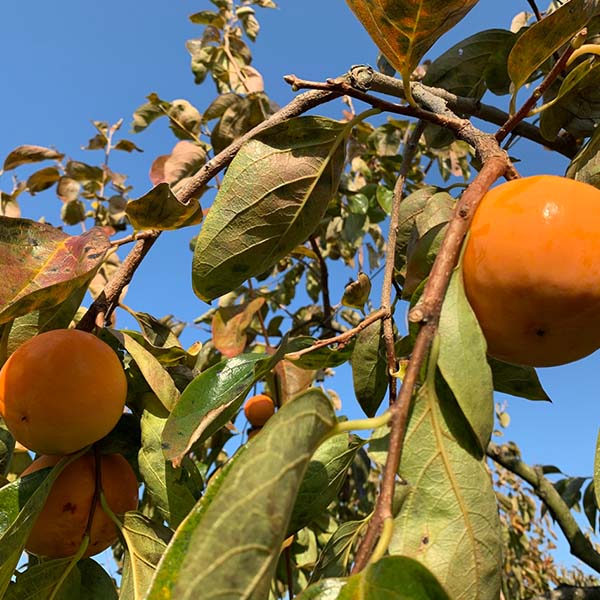 鳥取県産 柿 富有柿 2kg(赤秀)【限定100点】【お届け期間：11月1日〜11月30日】【イオンカード会員限定8月】　商品画像6