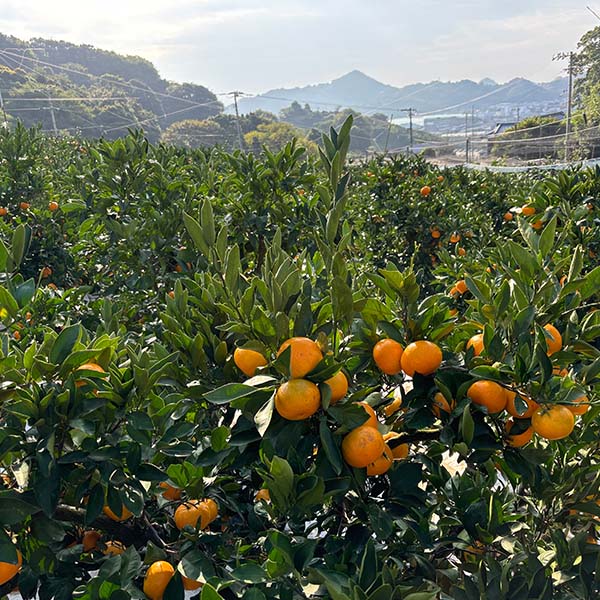 愛媛県産(JAえひめ中央中島選果場) 中島みかん 中島便り 5kg 赤秀 S〜Lサイズ 【限定200点】【お届け期間：12月20日〜12月28日】【イオンゴールドカード会員さま限定特別セール12月】　商品画像6