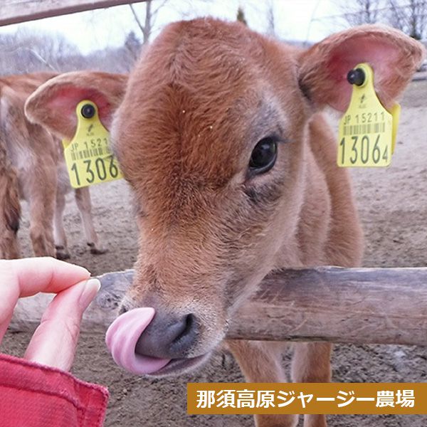 (栃木県)那須ジャージーマリアージュ  ル ブゥール ド マリアージュ【お届け期間2025/1/11-2025/3/7】【ふるさとの味・北関東】　商品画像6