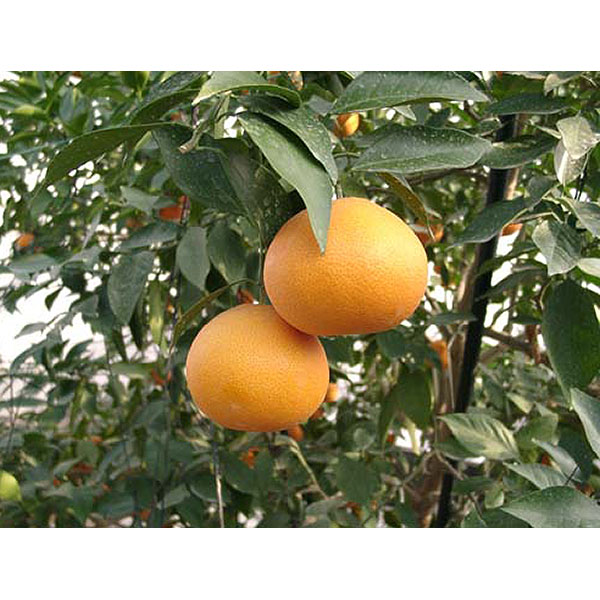 愛媛県産(JA全農えひめ) 甘平・せとか 詰め合わせ 各3個【限定30点】【お届け期間：2月1日〜2月28日】【イオンゴールドカード会員さま限定特別セール1月】　商品画像6