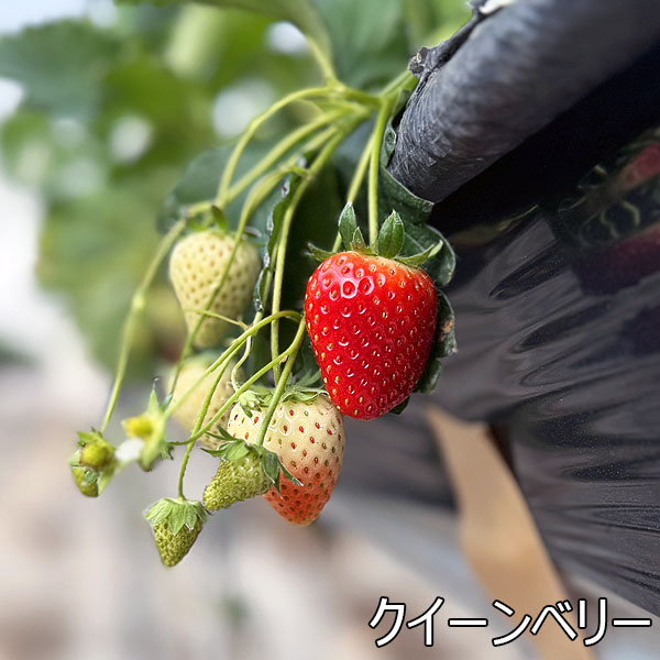 宮城県産 小林さんのいちご おまかせ4種類詰合せ【限定200点】【お届け期間：3月1日〜3月31日】【お買い得セール2月】　商品画像5