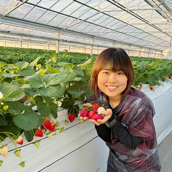 栃木 いちごの里ファーム 王さまのいちごゼリー(12個入)【お届け期間:7月1日〜9月10日】【KN】　商品画像5