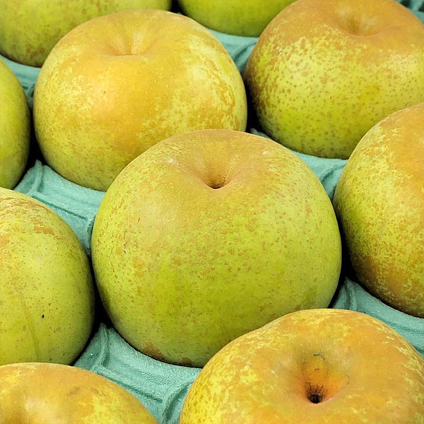 熊本県産 旬の梨 おまかせ 5kg 8〜20玉【お届け期間：8月12日〜9月30日】【サマーセール】　商品画像6