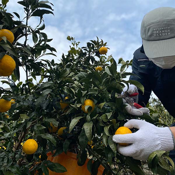 愛媛県八幡浜産 柑橘 媛小春2.5kg【限定300点】(お届け期間：2月1日〜2月28日)【おいしいお取り寄せ】　商品画像6