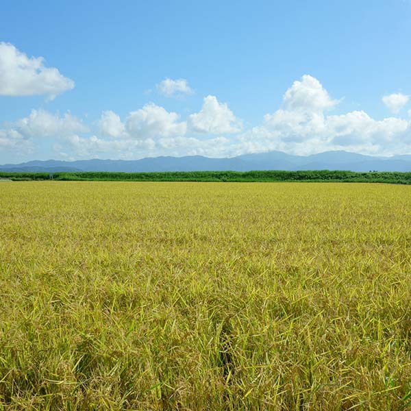 【令和7年産】【精米】千葉県産コシヒカリ 5kg【おいしいお取り寄せ】　商品画像6