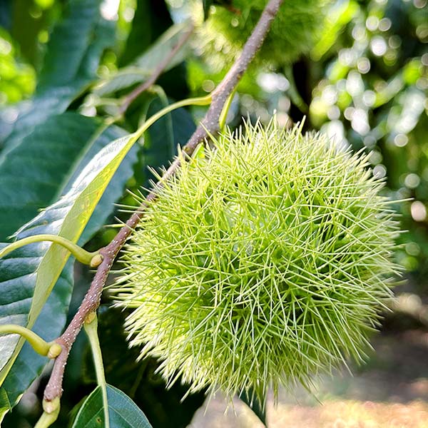 愛媛 栗農家とつくる栗菓子屋モンブラン 城川オリジナルモンブラン3個入【冬の贈りもの・お歳暮】【NN】 商品画像6