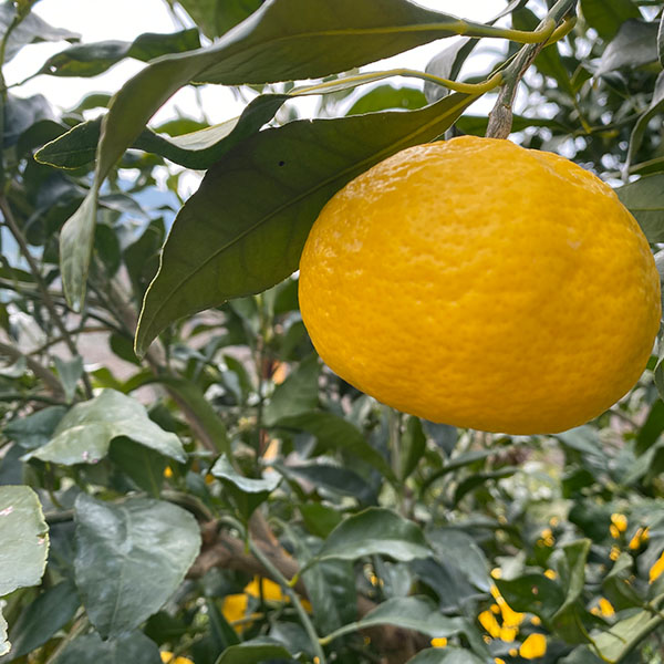愛媛県八幡浜産 柑橘 媛小春 わけあり ご家庭用 4kg【限定500点】【お届け期間：2月10日〜3月10日】【お買い得セール1月】　商品画像6