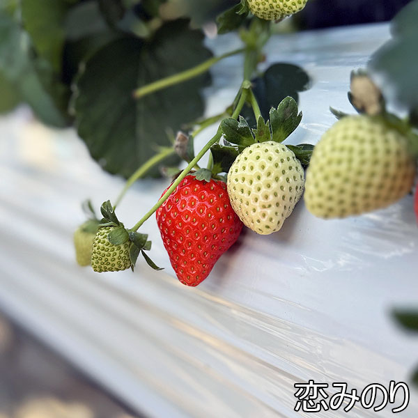 宮城県産 小林さんのいちご おまかせ4種詰合せ【限定200点】【お届け期間：2月1日〜2月28日】【お買い得セール1月】　商品画像6