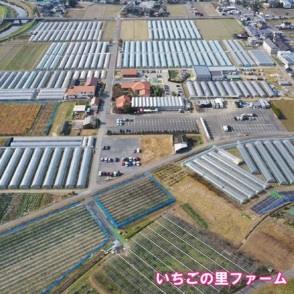 栃木 いちごの里ファーム いちごのダブルフロマージュと【空いちご】スカイベリーのチーズケーキ&ジャム二層デザート6個セット【KN】 商品画像6