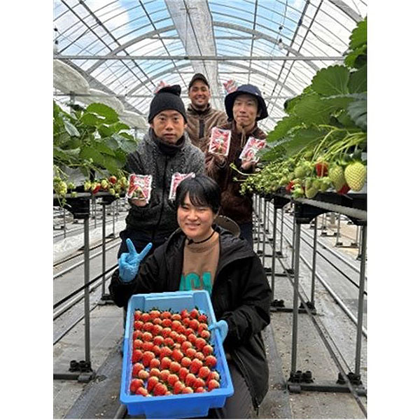 兵庫県産(イオン三木里脇農場)イオン農場いちご(スターナイト・紅ほっぺ)1箱2パック入り(250g×2)【お届け期間:3月7日〜3月31日】【NN】　商品画像6