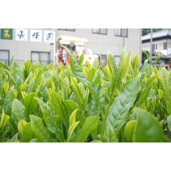 埼玉 長峰園 狭山茶葛餅セット(16個)【KN】　商品画像6