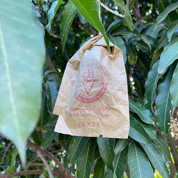 空輸直送 タイ産マンゴー(ナムドクマイ種) 15玉【お届け期間：5月1日〜6月15日】【GW】　商品画像6