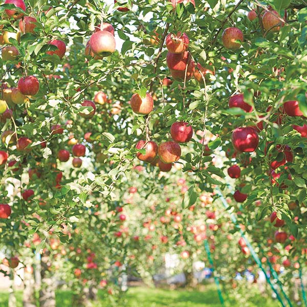 タムラファーム 青森アップルバターサンド Sand de Pomme 化粧箱【秋のうまいもの市】　商品画像6