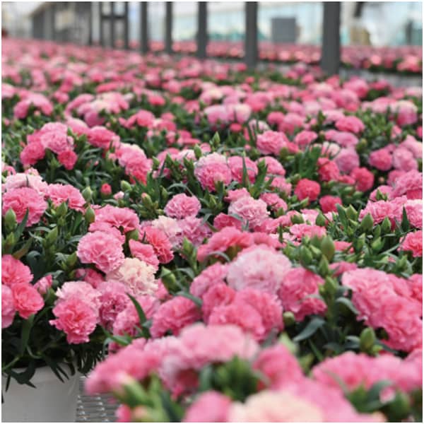 ホシファーム カーネーション＆焦がしキャラメルがしみ込んだバーム4個【母の日】　商品画像7