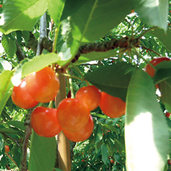 フーシェ 国産果実のジュレ・トリアングル【夏の贈りもの・お中元】[GTL-50]　商品画像7