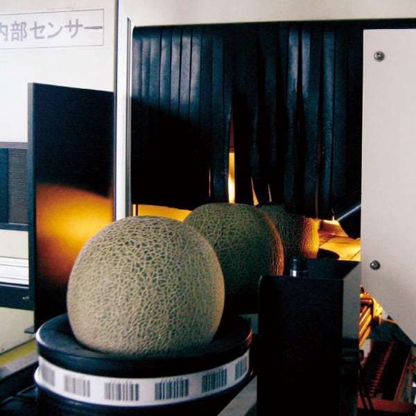 茨城県産(JA茨城旭村) オトメメロン(3Lサイズ4個)【お届け期間:4月27日〜5月17日】【KN】　商品画像7