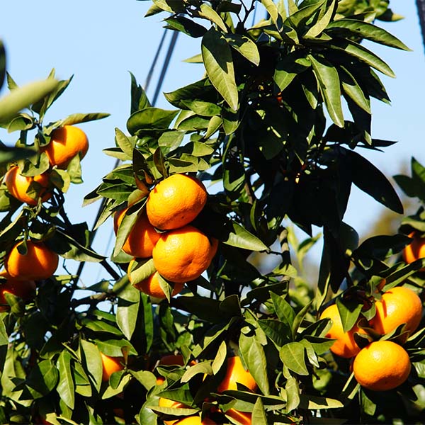 静岡県産(三ケ日) 熟果みかん 青島種 5kg【お届け期間:1月5日〜1月31日】【お買い得セール12月】 商品画像6