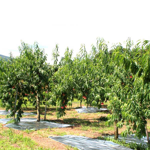 福島県産 若手生産者グループ もも まどか桃 秀品 4〜6個 1.2kg以上【限定100点】【お届け期間：8月5日〜8月15日】【おいしいお取り寄せ】　商品画像6